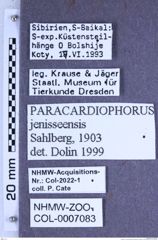 Etiketten zu Paracardiophorus jenisseensis (Sahlberg, 1903) (NHMW-ZOO-COL-0007083)